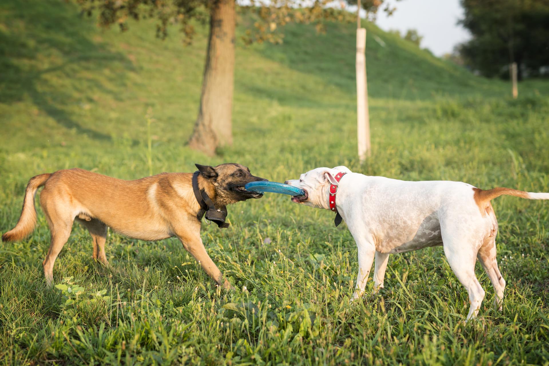 Dos perros jugando con un disco volador al aire libre