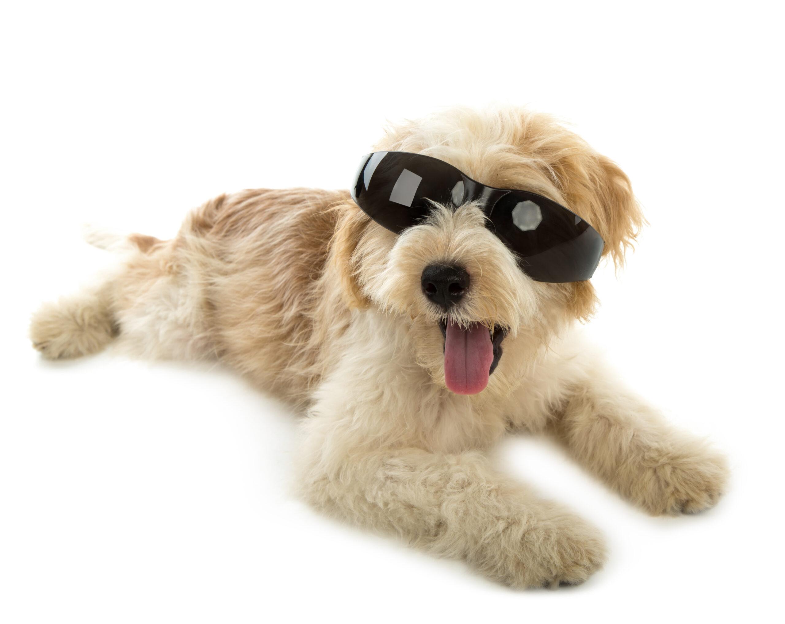 Perro de pelaje largo, arreglado y peinado